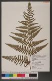 Pteridium aquilinum (L.) Kuhn subsp. latiusculum (Desv.) Shieh 