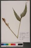 Woodwardia orientalis Sw. var. formosana Rosenst. F誯Ό