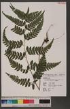 Microlepia herbacea Ching & C. Chr. ex C. Chr. & Tardieu var. trichosora (Ching) Seriz. n\