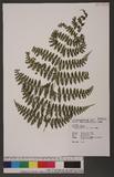 Acrophorus stipellatus (Wall.) Moore 쿹
