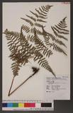 Pteridium aquilinum (L.) Kuhn var. latiusculum (Desv.) Underw. 