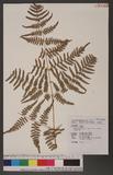 Pteridium aquilinum (L.) Kuhn var. latiusculum (Desv.) Underw. 