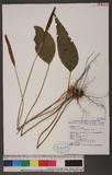 Cheiropleuria bicuspis (Blume) Presl P