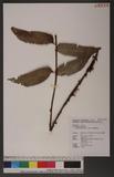 Cyrtomium falcatum (L. f.) Presl te