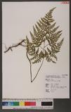 Dennstaedtia scabra (Wall.) Moore J