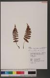 Dryopteris serrato-dentata (Bedd.) Hayata 