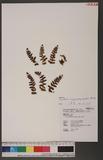 Dryopteris barbigera (Moore) Ktze. K