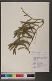 Lycopodium annotinum L. 杉葉蔓石松