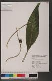 Peliosanthes macrostegia Hance 矮球子草