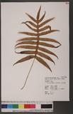 Crypsinus echinosporus (Tagawa) Tagawa jɤsp