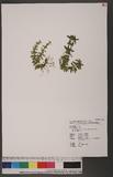 Lycopodium serratum Thunb. var. longipetiolatum Spring 長柄千層塔