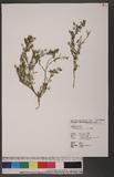 Coronopus didymus (L.) Smith 臭濱芥