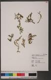 Selaginella repanda (Desv.) Spring f