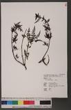 Pedicularis verticillata L. U