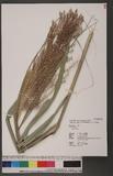 Miscanthus floridulus (Labill.) Warb. ex Schum. & Laut. `~