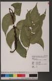 Cyrtomium macrophyllum (Makino) Tagawa je