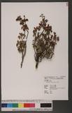 Viburnum parvifolium Hayata 小葉莢迷