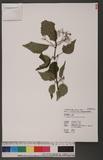 Viburnum betulifolium Betal. 樺葉莢迷