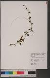 Tripterospermum cordifolium (Yamamoto) Satake sͧί