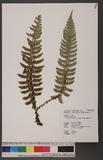 Polystichum manmeiense (Christ) Nakaike Iտ