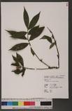 Camellia salicifolia Champ. hs