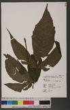Tectaria trifolia ...