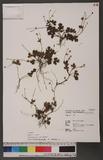 Ranunculus taisanensis Hayata ӣ