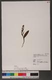 Platanthera sachalinensis Fr. Schmidt 高山粉蝶蘭