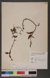 Goodyera foliosa (Lindl.) Benth. ex Hook. f. 高嶺斑葉蘭