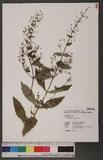 Isodon serra (Maxim.) Kudo 鋸葉香茶菜