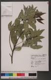 Cyclobalanopsis globosa Lin & Liu f. globosa 圓果青剛櫟