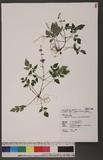 Salvia formosana (Murata) Yamazaki 臺灣紫花鼠尾草