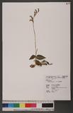 Goodyera kwangtungensis Tso 花格斑葉蘭