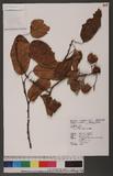 Actinidia callosa Lindl. 阿里山獼猴桃