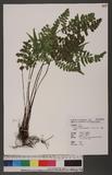 Lindsaea orbiculata (Lam.) Mett. var. deltoidea Wu T