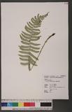 Dryopteris subatrata Tagawa Ӹ