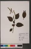 Alnus formosana (Burkill ex Forbes & Hemsl.) Makino OW