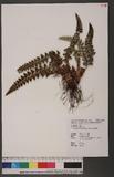 Polystichum ilicifolium (Don) Moore wտ