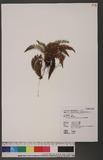 Polystichum ilicifolium (Don) Moore wտ