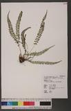 Polystichum thomsoni (Hook. f.) Bedd. տ