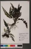 Cephalomanes javanicum (Blume.)v. d. Bosch var. asplenioides (C. Chr.)K. Iwats. ߻p