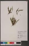 Calymmodon gracilis (Fee) Copel. 疏毛荷包蕨