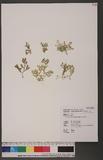Selaginella ciliaris (Retz.) Spring tf