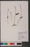 Ophioglossum sp.