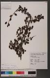 Cotoneaster morrisonensis Hayata ɤsEaG