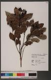 Glochidion acuminatum Muell.-Arg. ?CYG