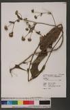 Pseudoelephantopus spicatus (Juss.) Rohr ax