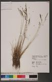Festuca rubra L. var. nankotaizanensis Ohwi n򵵦ϭT