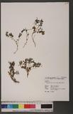 Astragalus nankotaizanensis Sasaki njs^