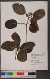 Premna obtusifolia R. Br. 臭娘子